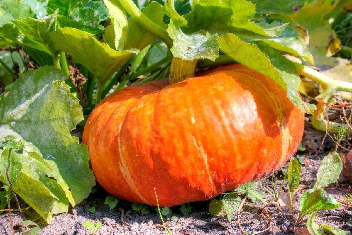 big grown pumpkin in the garden 