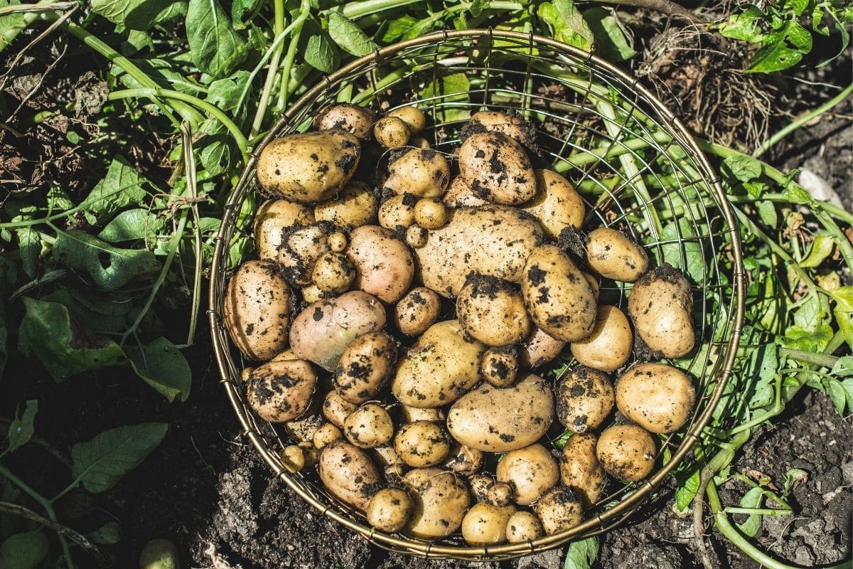 freshly harvested potatoes in the garden 