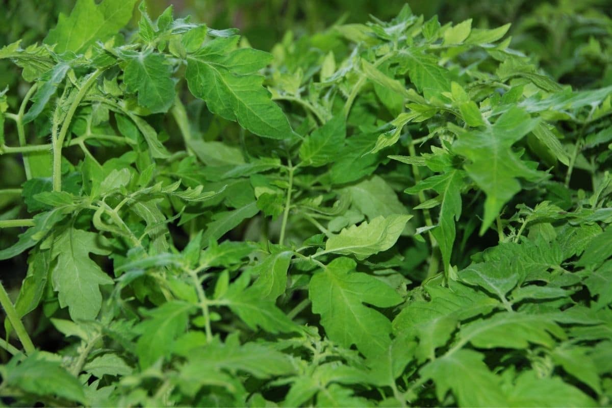 healthy green leaves of a tomato plant
