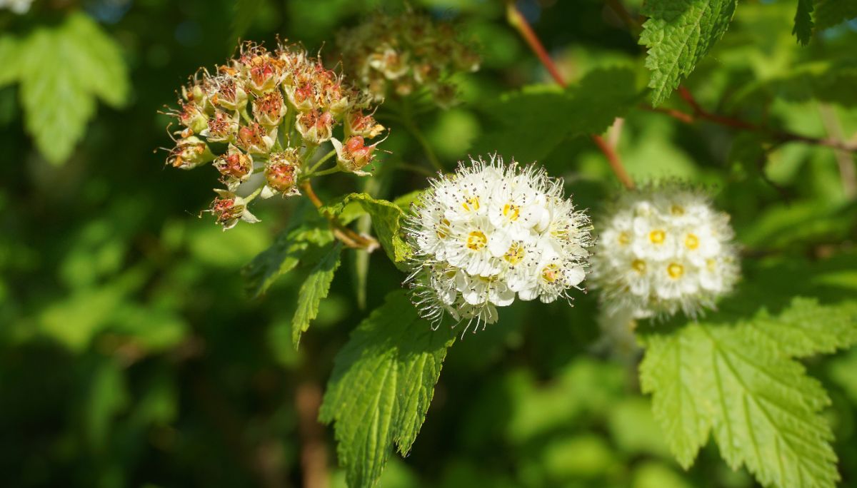 white ninebark flower