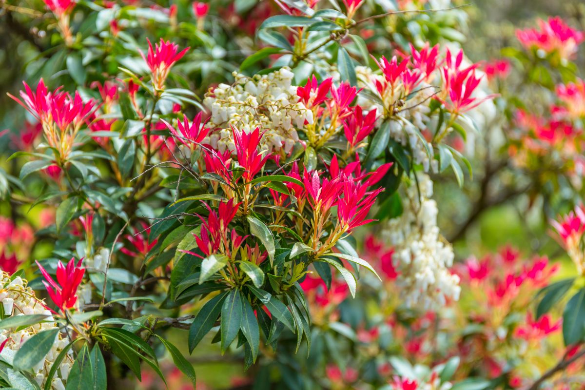 pieris japonica bush with red flowers in the garden 