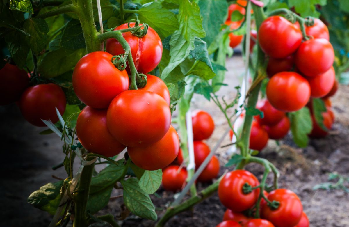reife rote Tomaten bereit zur Ernte 