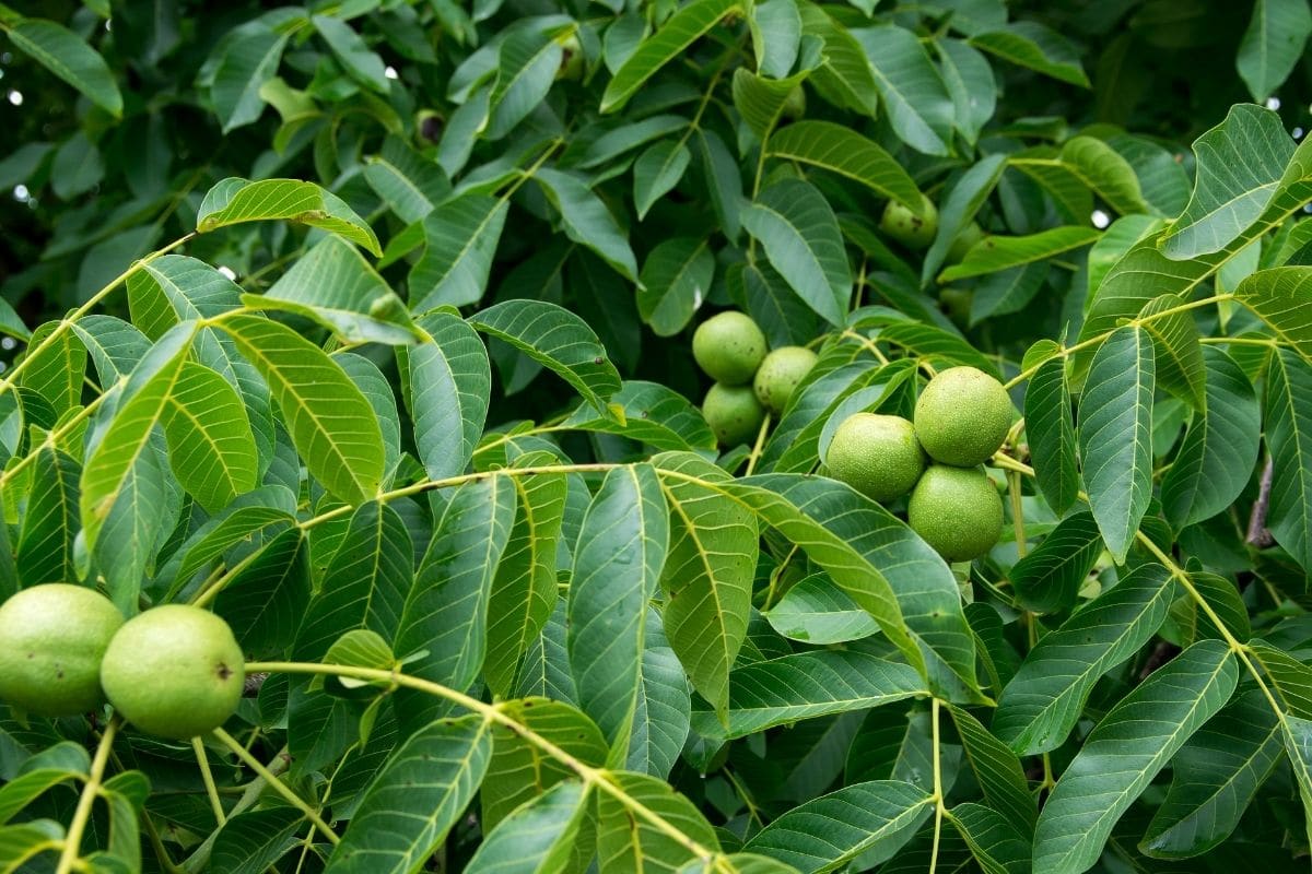 green growing black walnuts in the garden 
