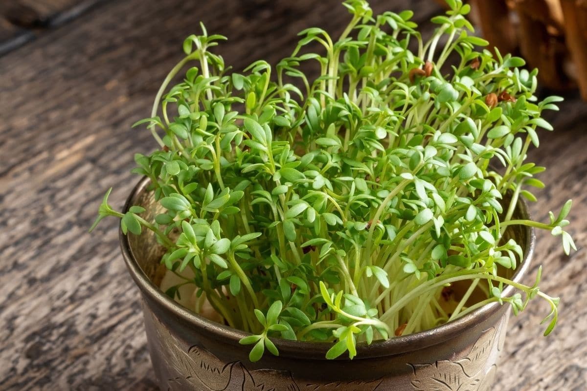 young cress plant in a pot 