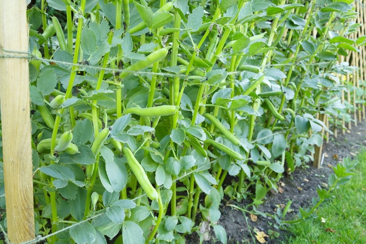 fava beans as cover crops 