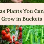 plants that grows in buckets