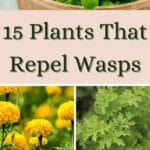 plants the repel wasps