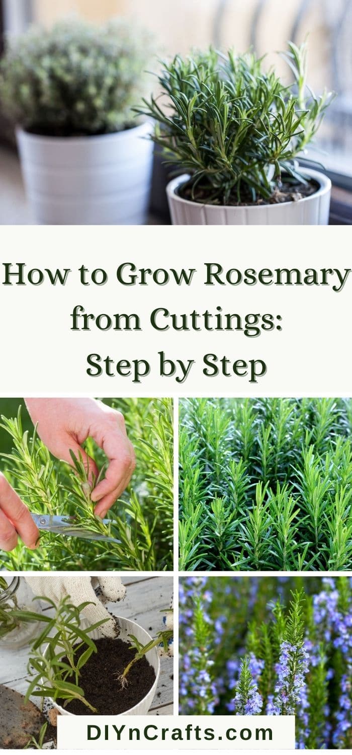 growing rosemary from cutting
