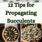 Tips for Propagating Succulents