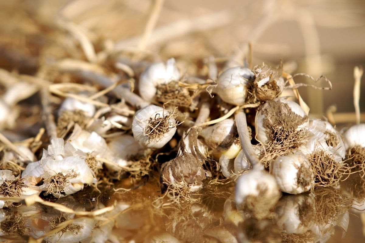 freshly harvested garlic bulbils