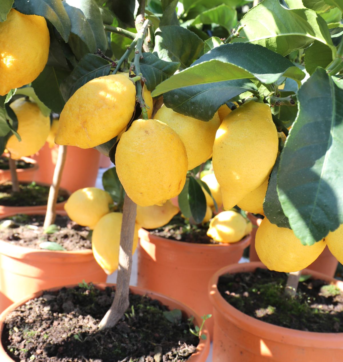 bereit, in einem Topf gepflanzte Zitrone zu ernten 