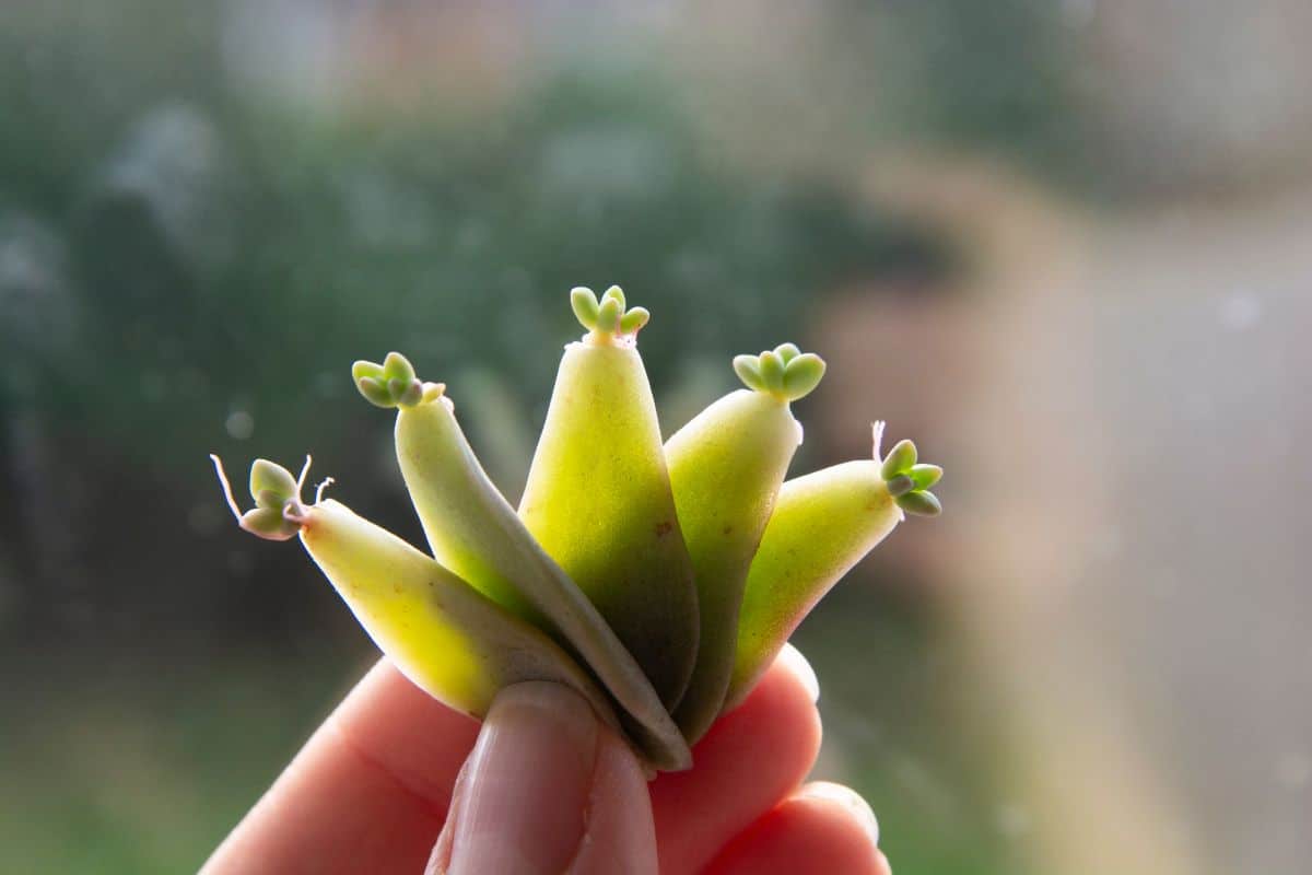 saftige Blätter mit wachsender Babypflanze und Wurzeln