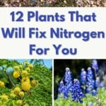Plants That Will Fix Nitrogen