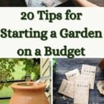 Tipps für den Start eines Gartens mit kleinem Budget