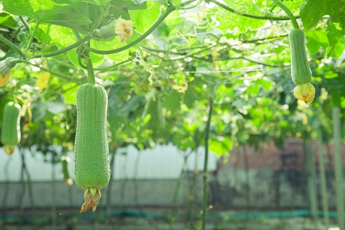 growing loofah in daylight hanging on a tree in the garden 