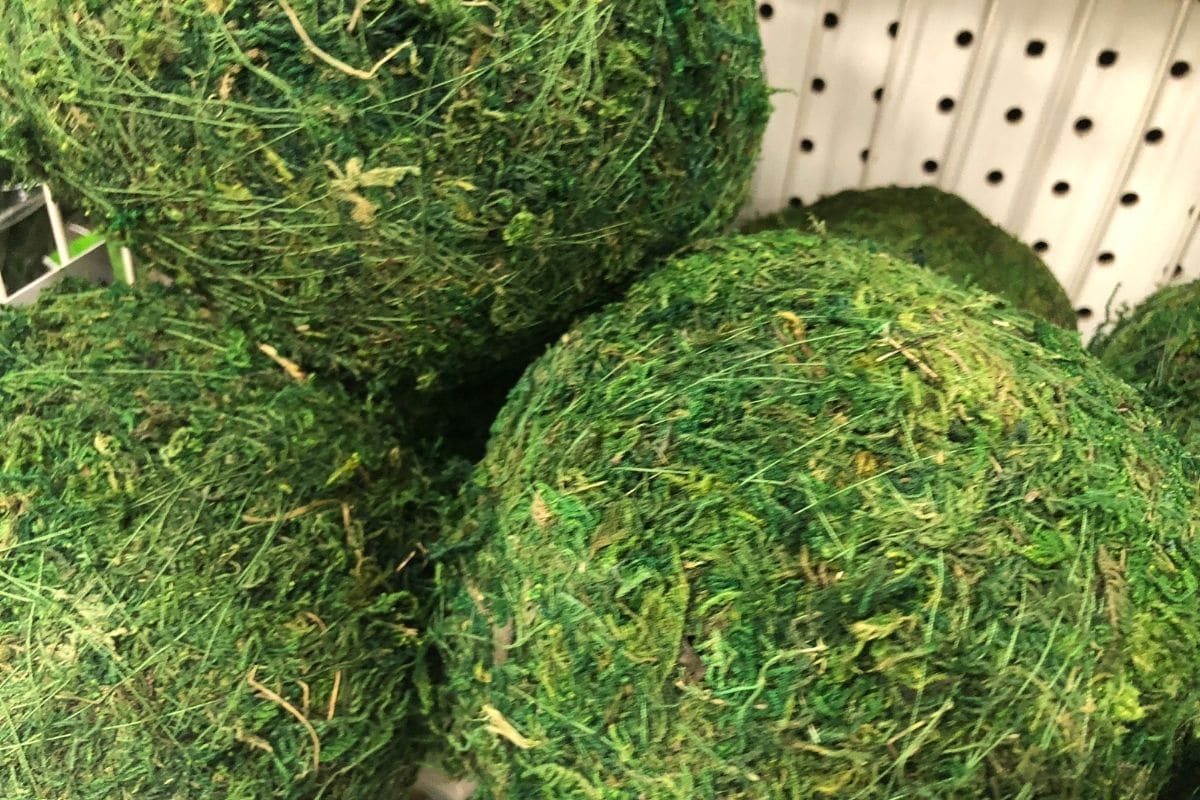 circle green moss