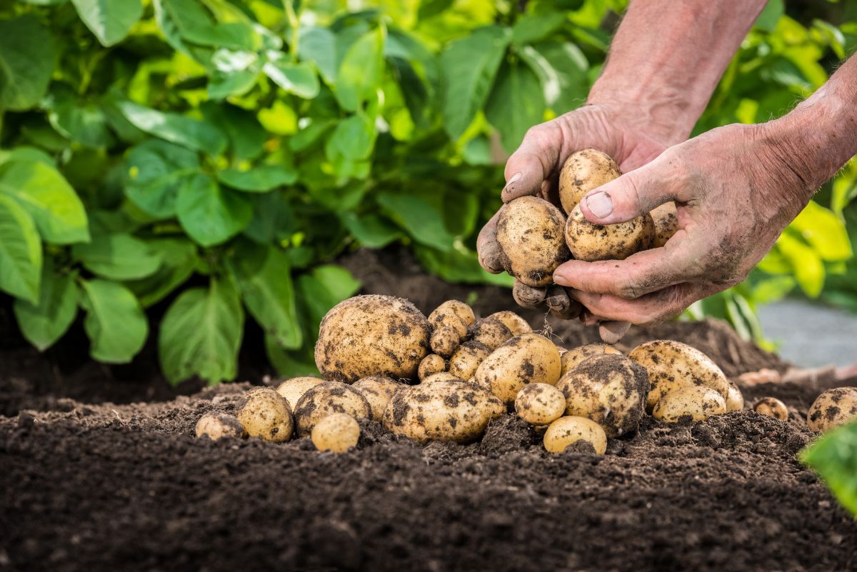 freshly harvested potatoes in the garden 