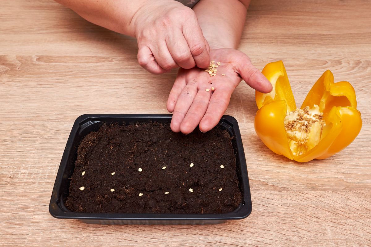 planting yellow pepper seedlings in a plastic container