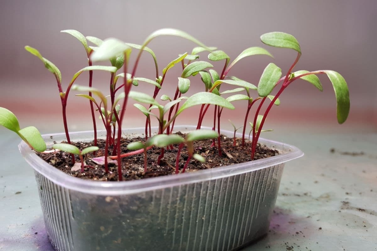 beet seedlings in a plastic container