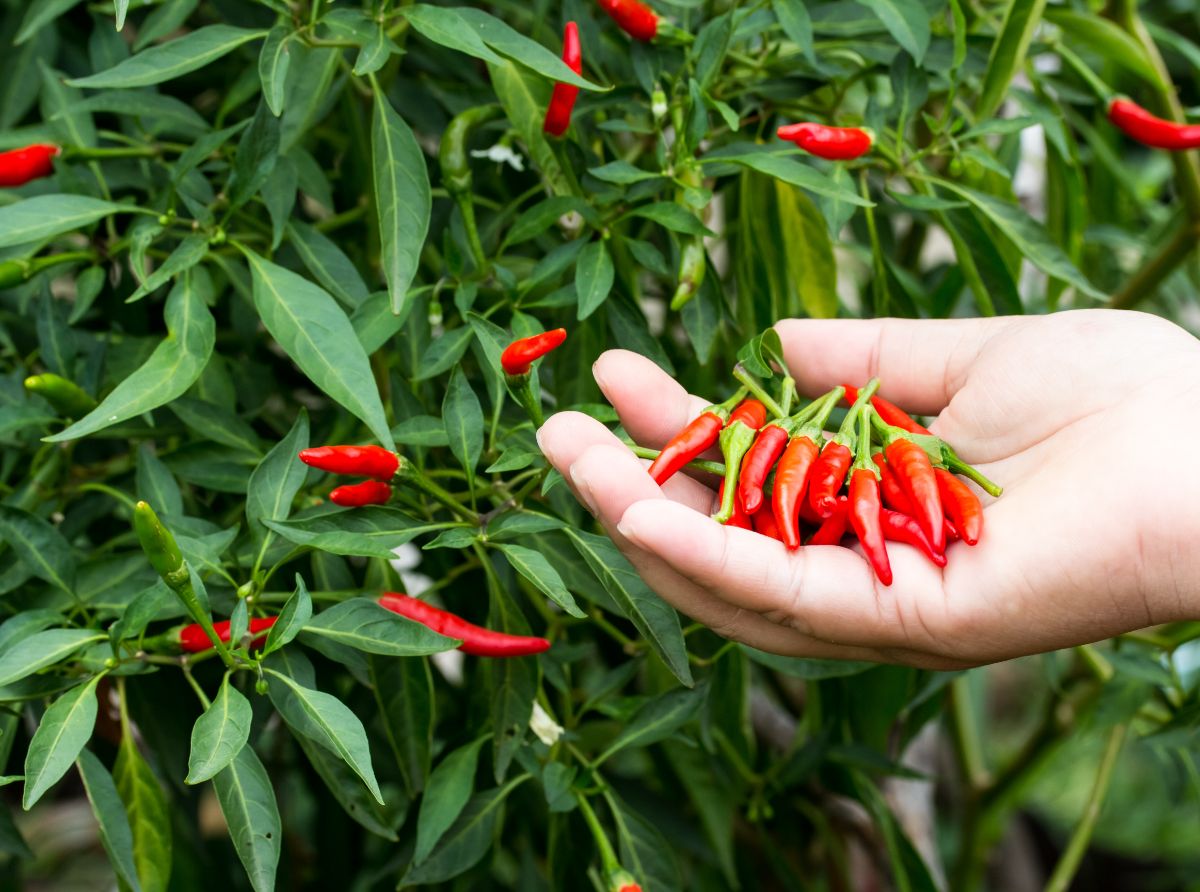 vörös forró chili paprikát szedni a kertben 