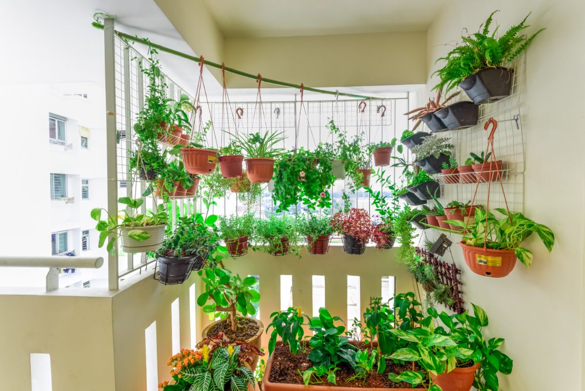 home grown balcony garden with herbs and vegetable plants