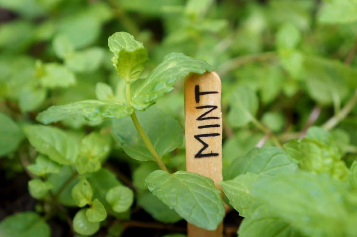 popsicle stick used as mint plant label 