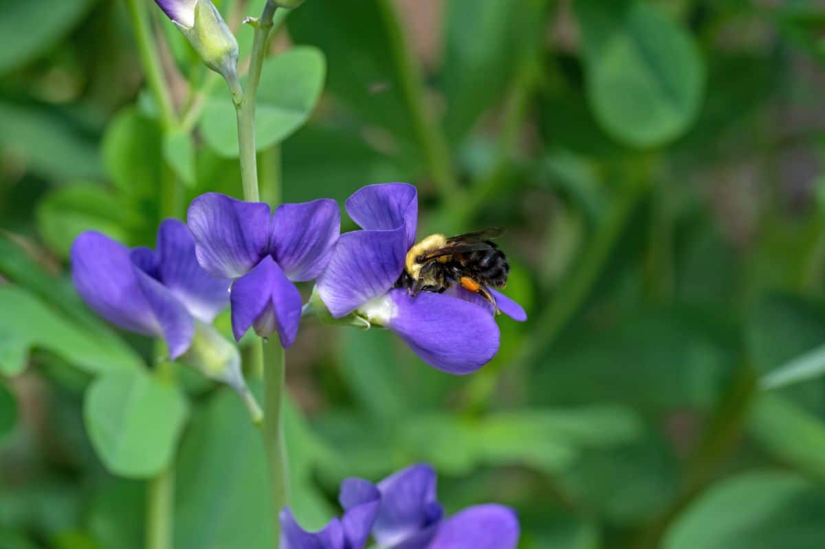 bee feeding from a false indigo flower 