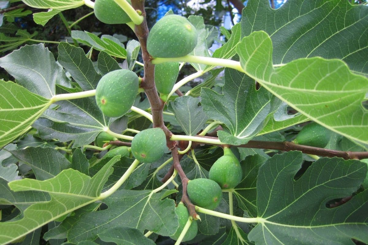 fig tree branch with fruits