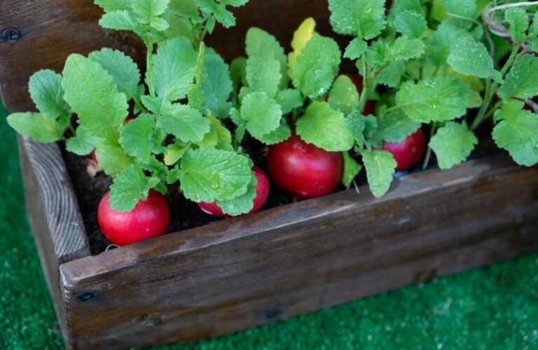 28 Amazing Plants That Thrive Growing in Buckets DIY & Crafts