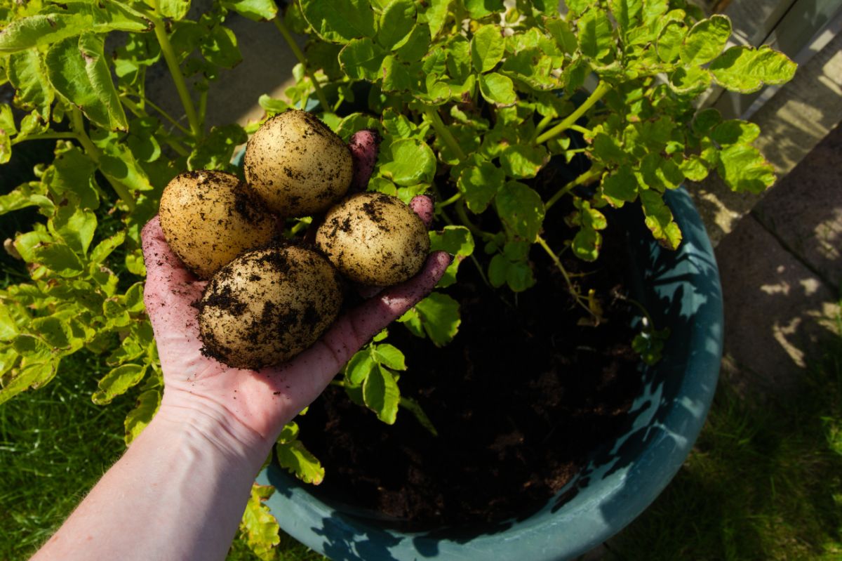 harvesting potatoes from a pot 