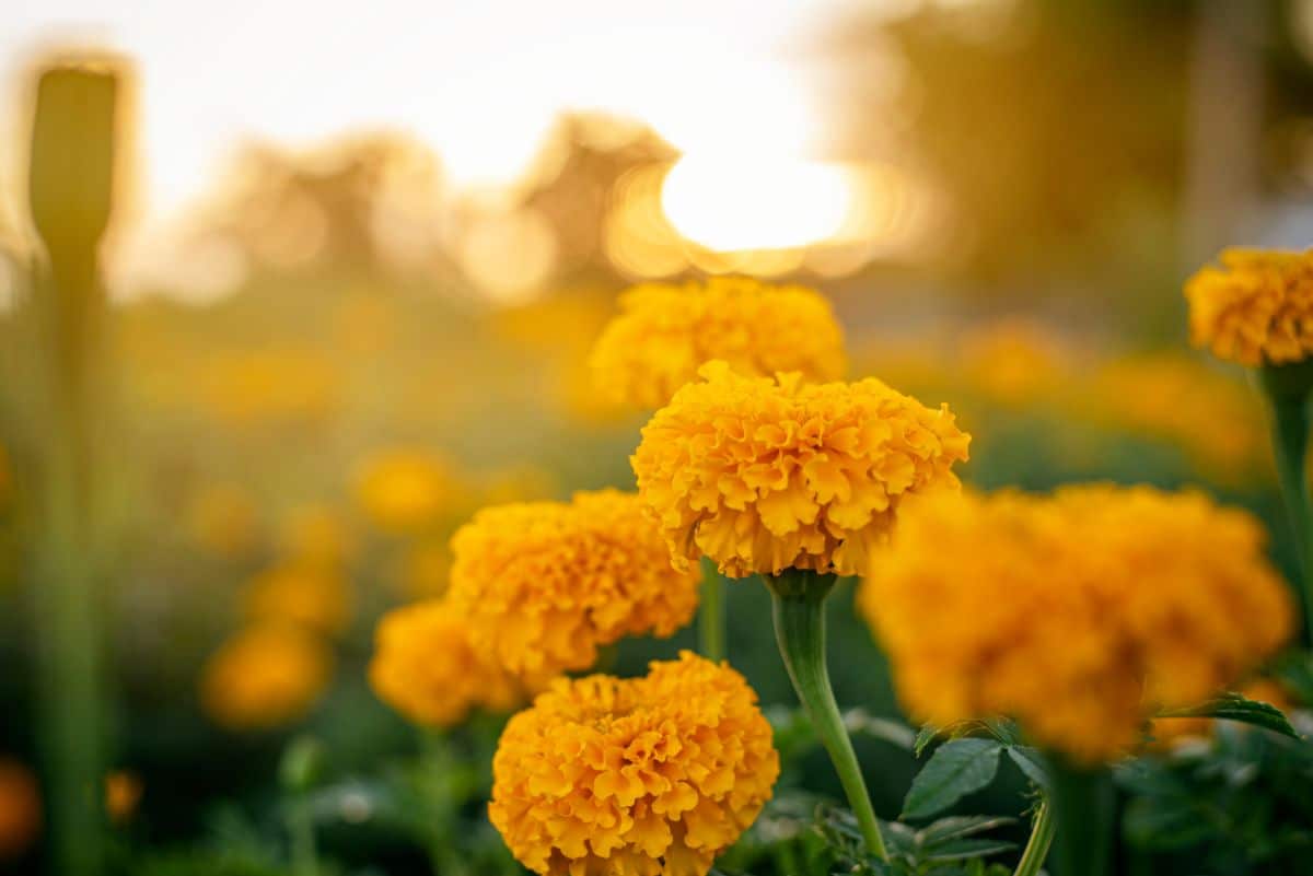 field of marigold flowers
