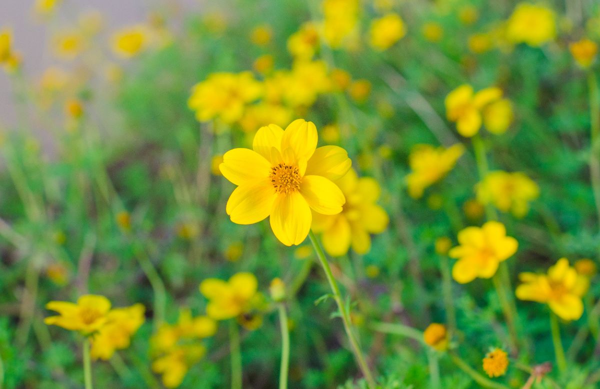 yellow biden flowers