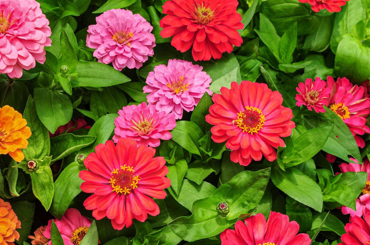 red and pink zinnia flowers