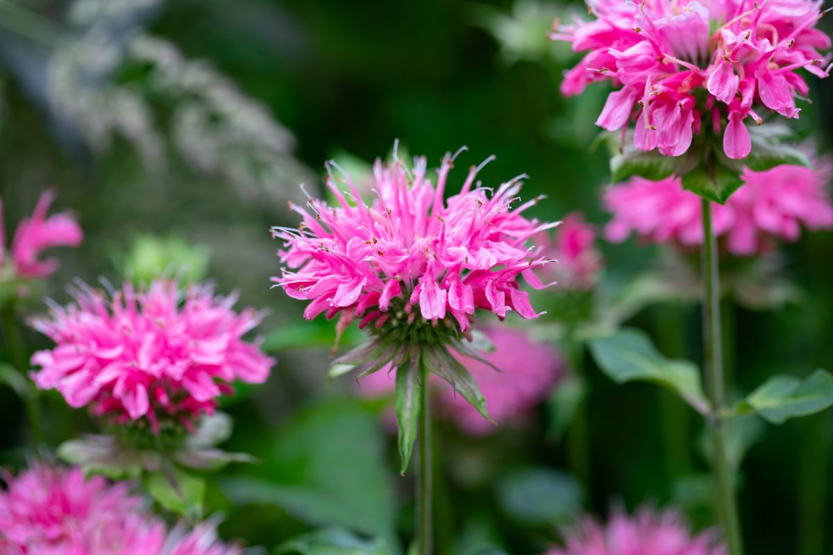 pink bee balm flower in a garden