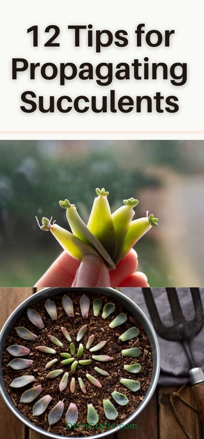 Tips for Propagating Succulents