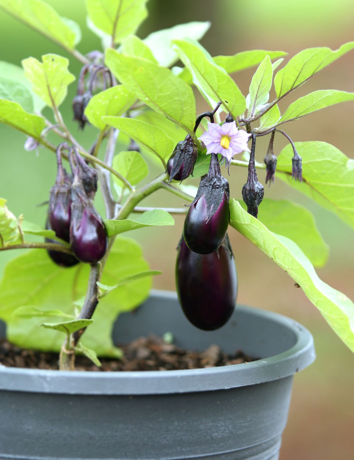 growing eggplant plant in a pot 