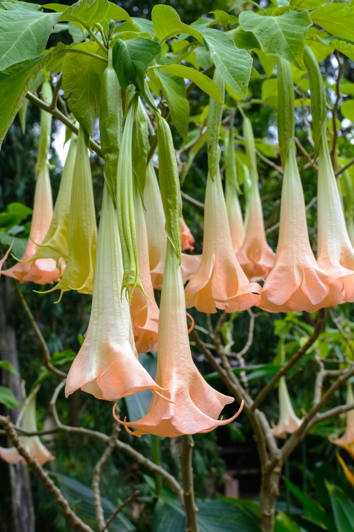 hanging trumpet flowers