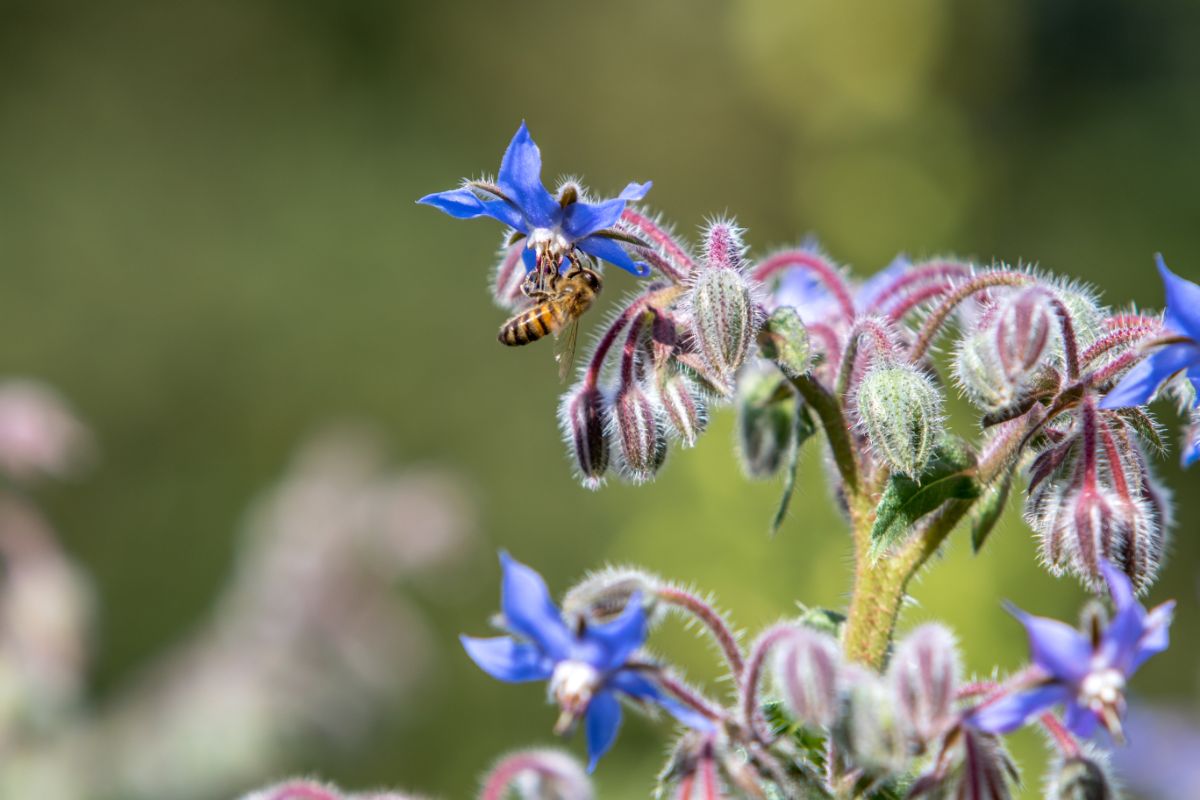 borage flower with a bee