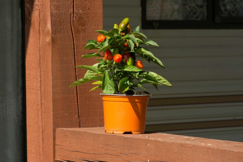 12 Tips for Growing Peppers to Maximize Your Harvest - DIY & Crafts