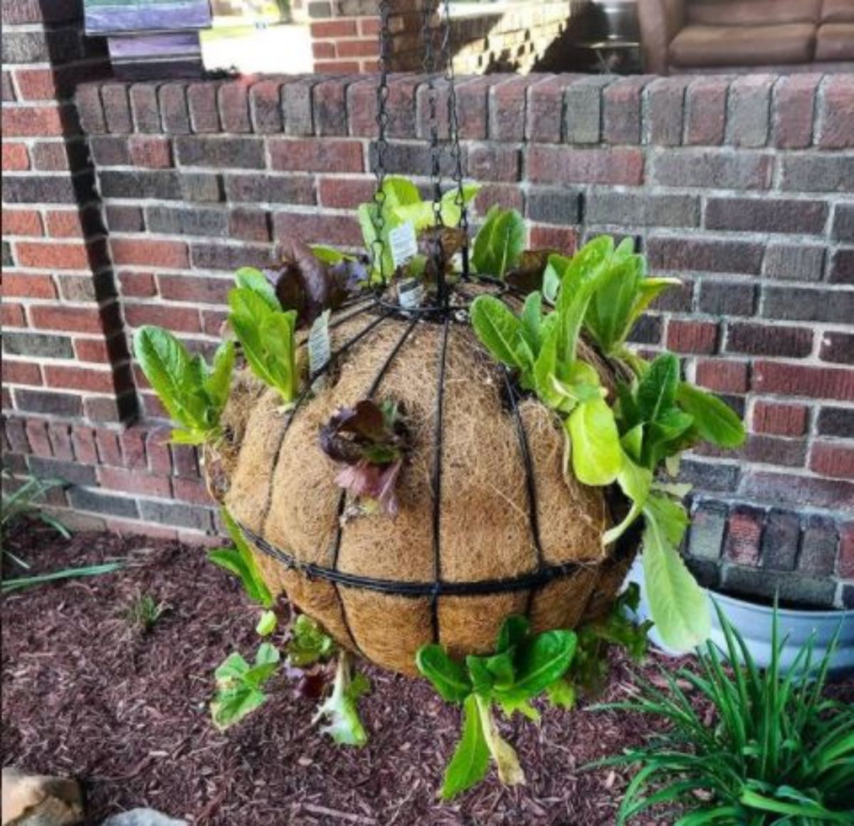 a lettuce ball planted with small lettuce seedlings 