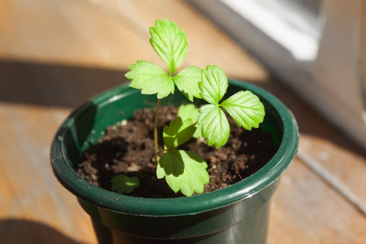 small seedling in a green pot under the sunlight