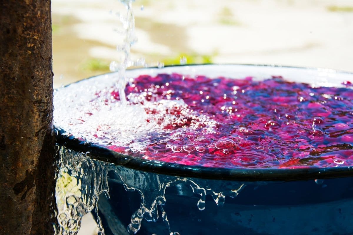 overflowing water barrel with berries