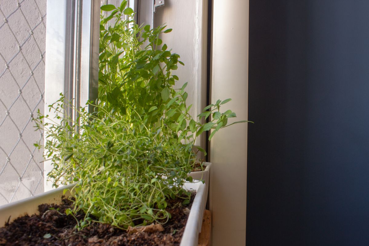 herb plants by the window 