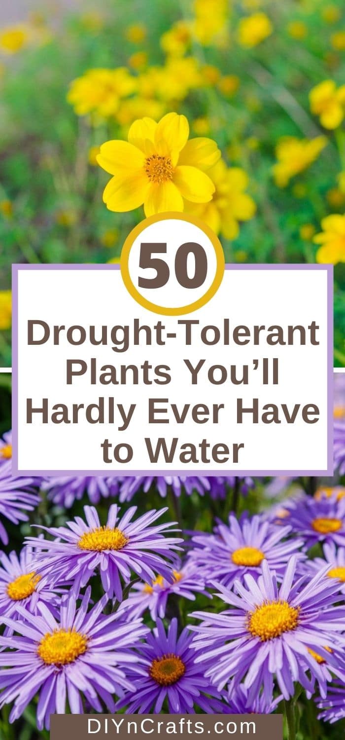images of drought-tolerant plants