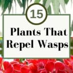 plants the repel wasps