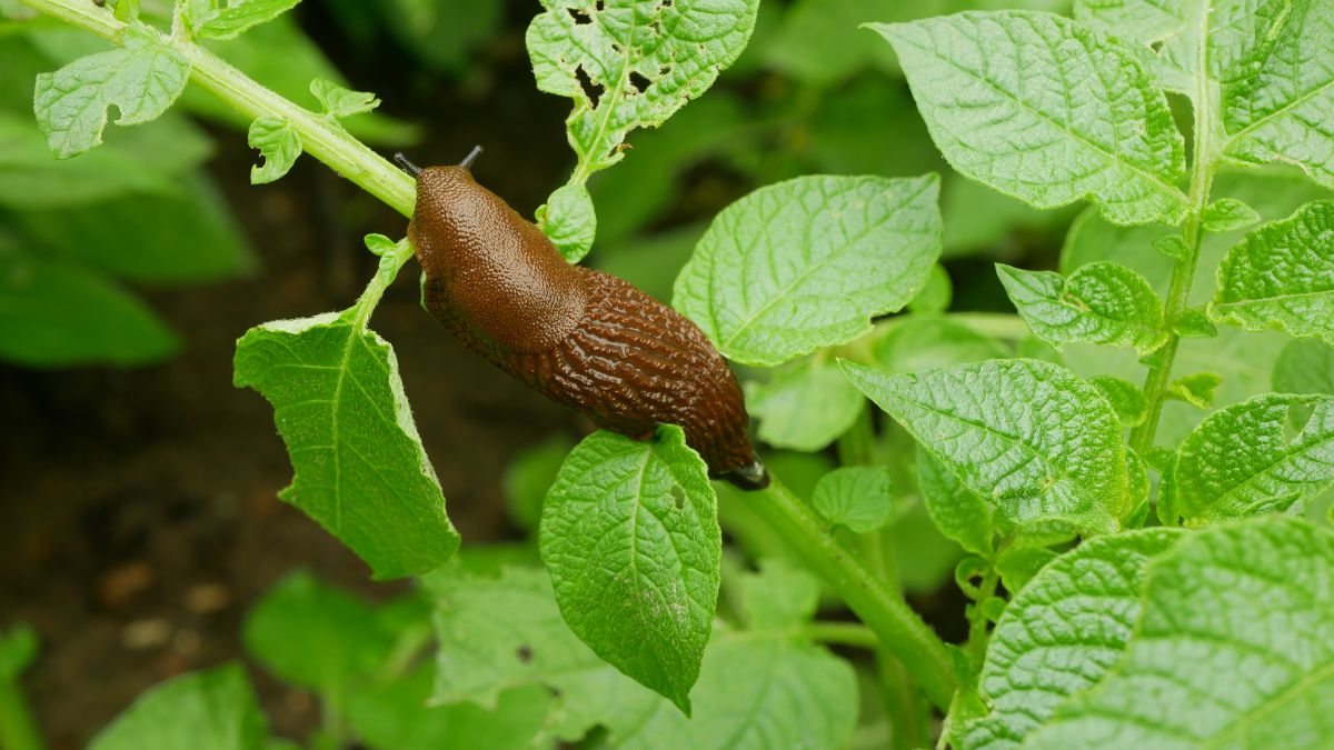 slugs eating the plant's leaves