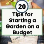 Tipps für den Start eines Gartens mit kleinem Budget
