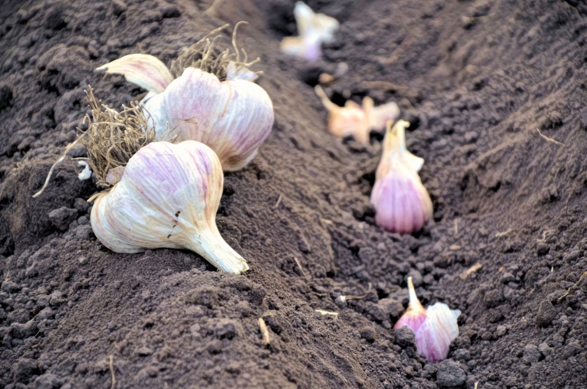 Harvesting garlic in the garden 