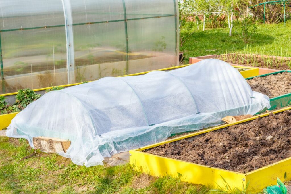 12 Tips for Growing Peppers to Maximize Your Harvest - DIY & Crafts