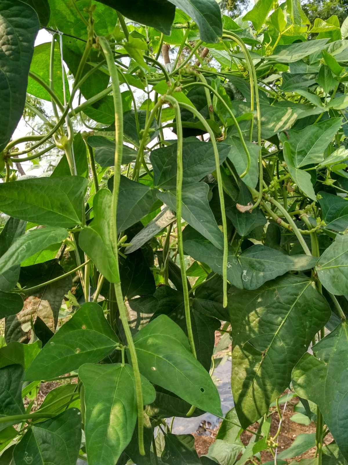 southern peas growing in a garden 